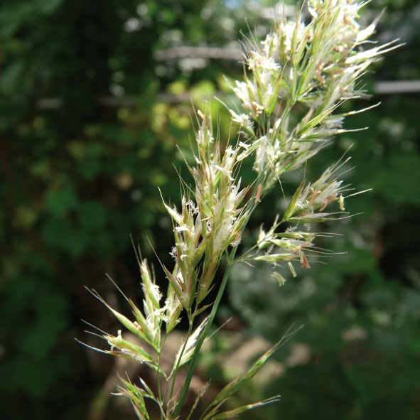 Trisetum flavescens