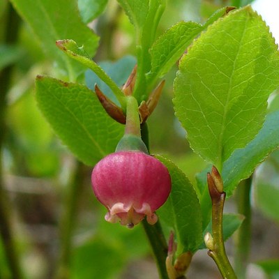 Vaccinium myrtillus