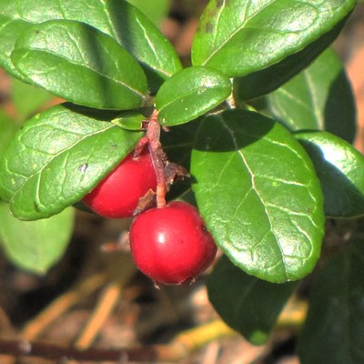 Vaccinium vitis-idaea foto G. Fanciulli