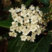 Viburnum tinus