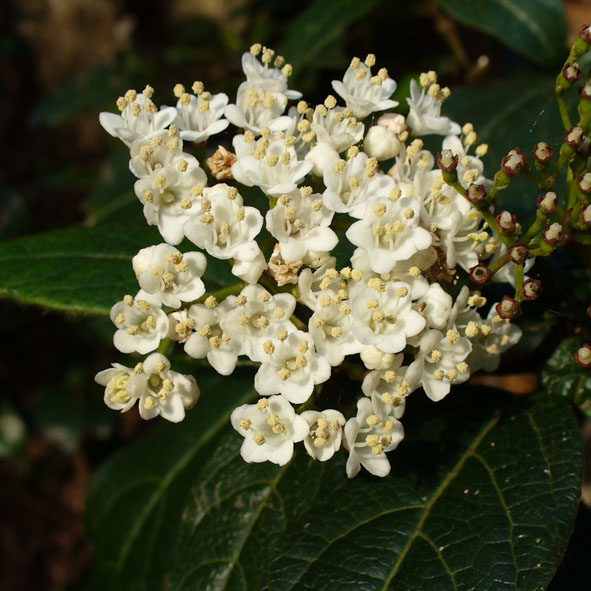 Viburnum tinus