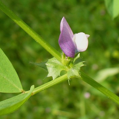 Vicia bithynica