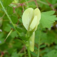 Vicia hybrida