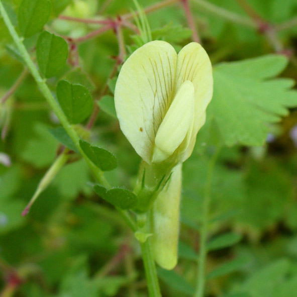 Vicia hybrida