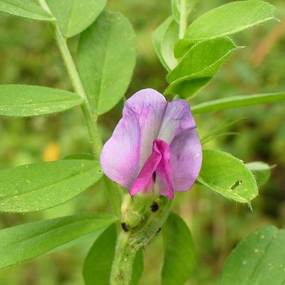 Vicia sativa