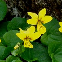 Viola biflora foto M. Bonifacino