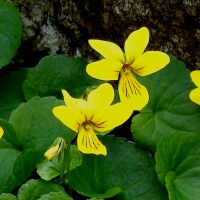 Viola biflora foto M. Bonifacino