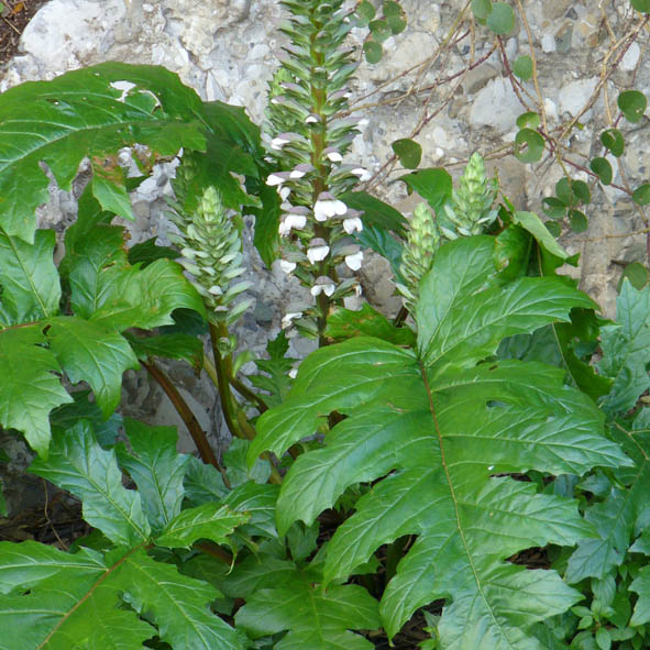 Acanthus mollis