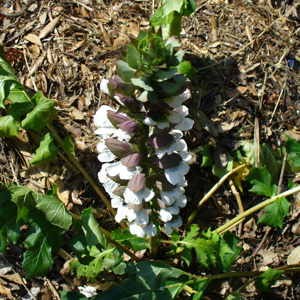 Acanthus mollis infiorescenza