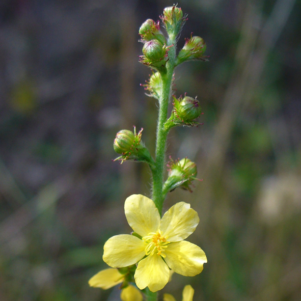 Agrimonia eupatoria