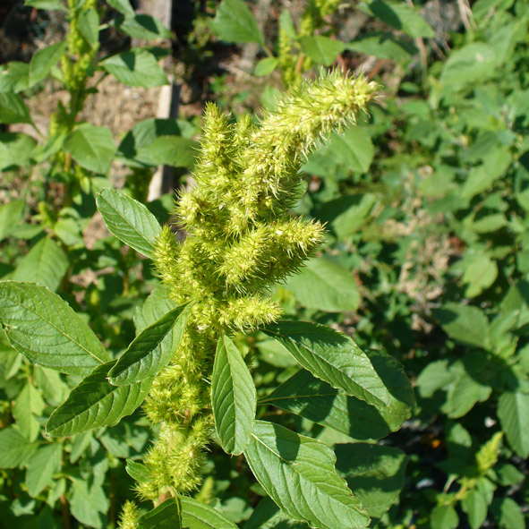 Amaranthus powellii*