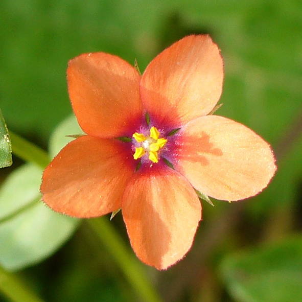 Anagallis arvensis fiore arancio