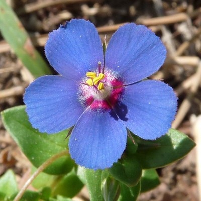 Anagallis arvensis fiore blu