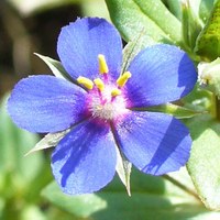 Anagallis foemina