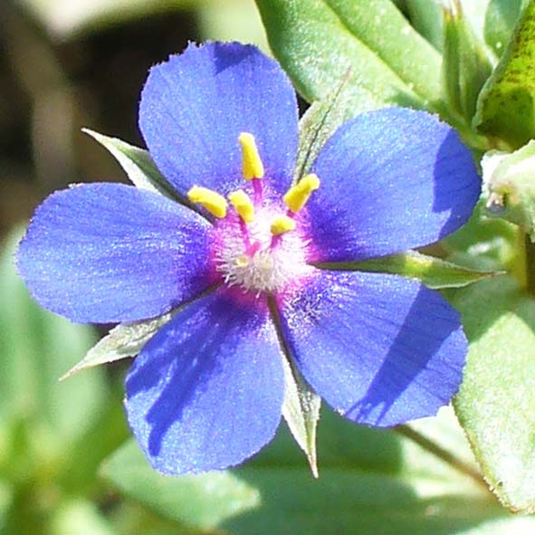 Anagallis foemina