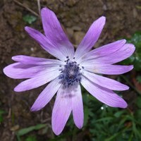 Anemone hortensis