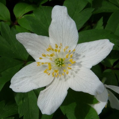 Anemone nemorosa