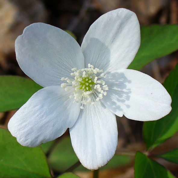 Anemone trifolia