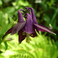 Aquilegia atrata