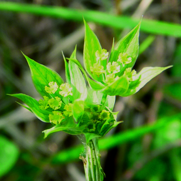 Bupleurum baldense