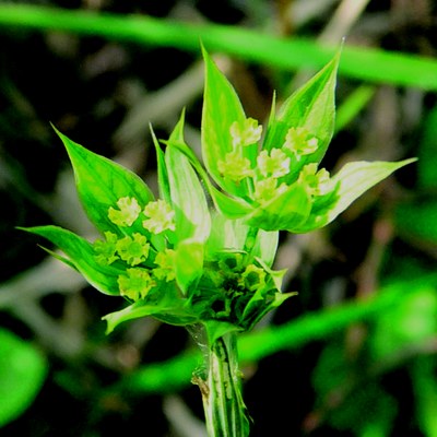 Bupleurum baldense