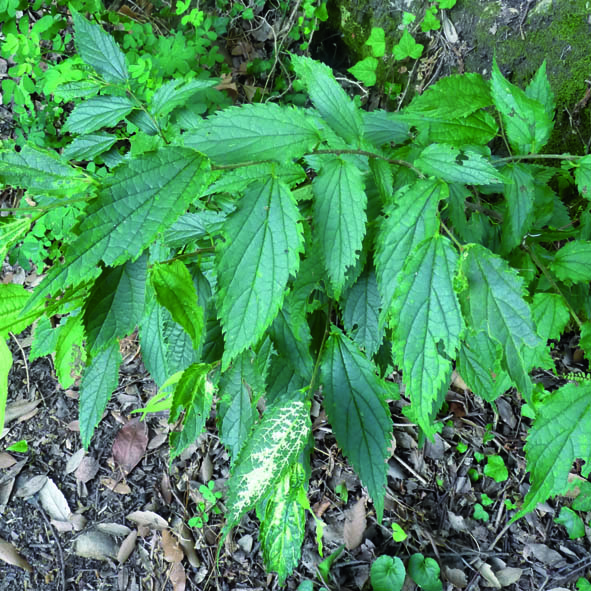 Celtis australis