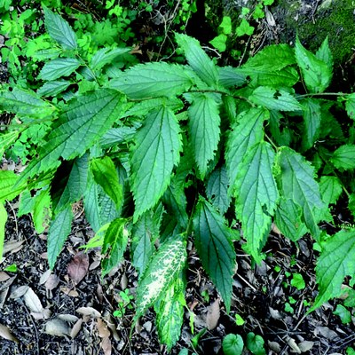 Celtis australis