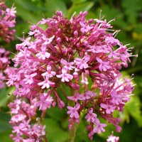 Centranthus ruber