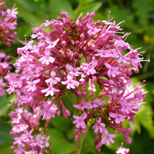 Centranthus ruber