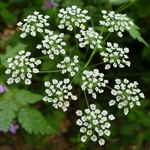 Chaerophyllum temulum