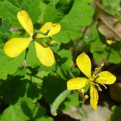 Chelidonium majus