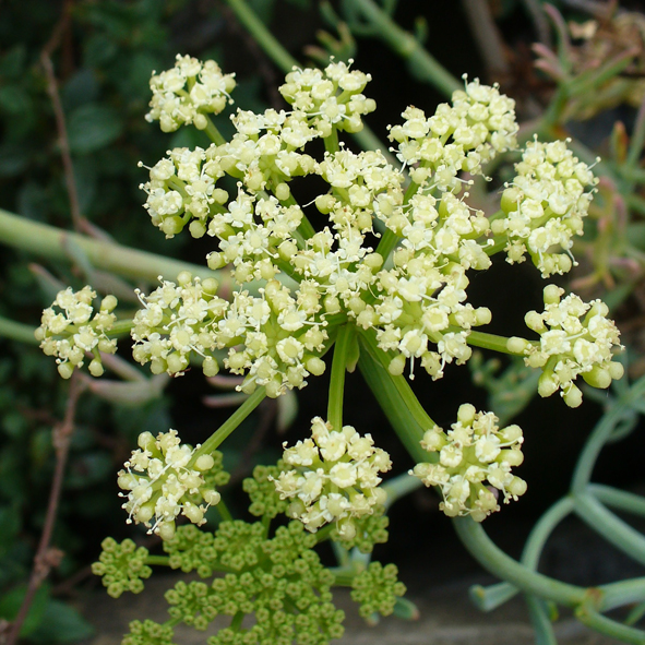 Crithmum maritimum