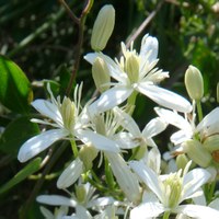 Clematis flammula