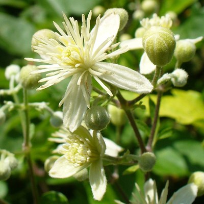 Clematis vitalba