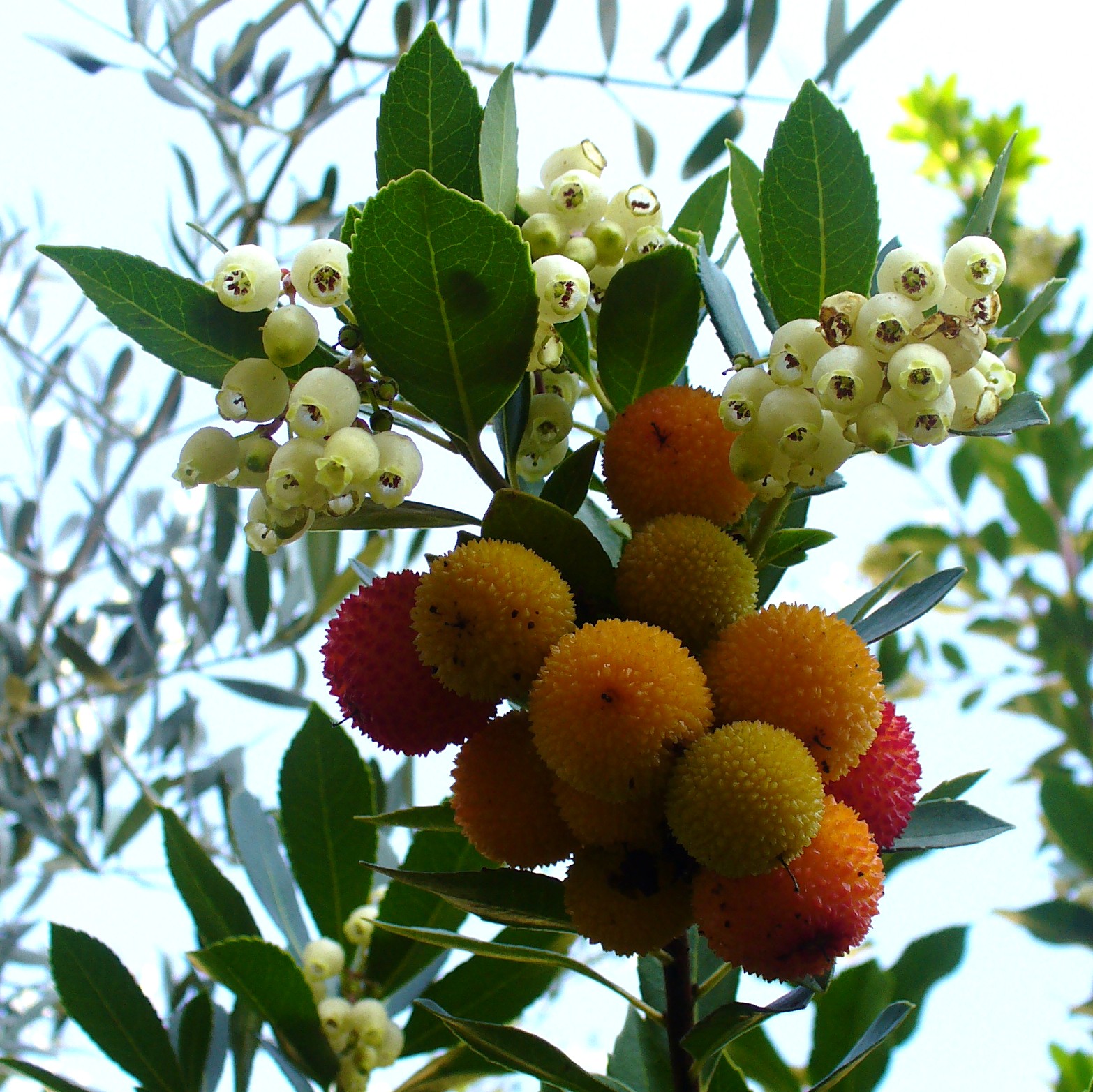 Arbutus unedo