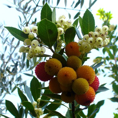 Arbutus unedo