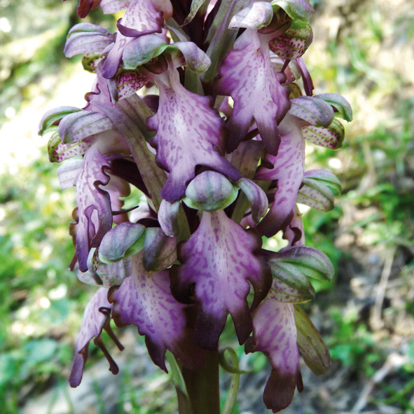 Barlia robertiana