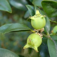 Buxus sempervirens frutti