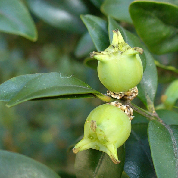 Buxus sempervirens frutti
