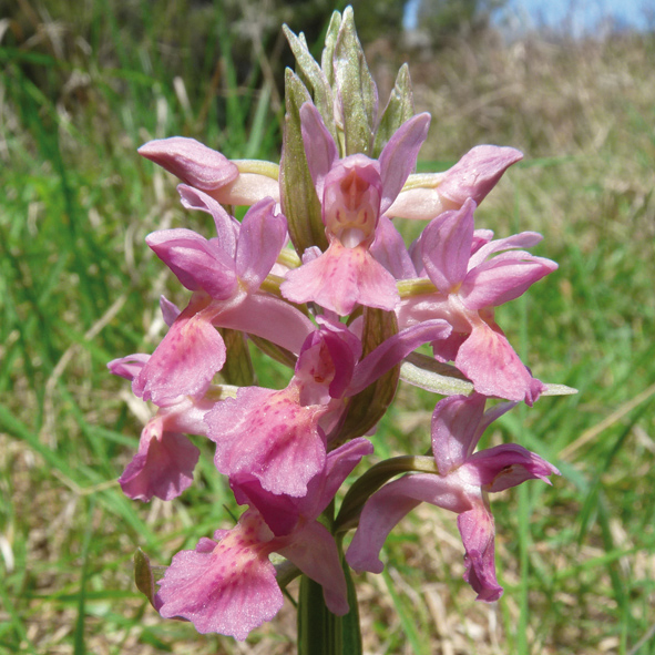 Dactylorhiza sambucina