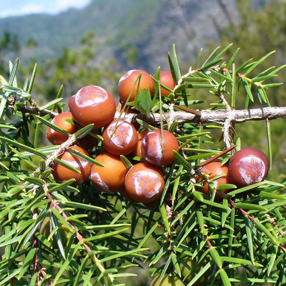 Juniperus oxycedrus