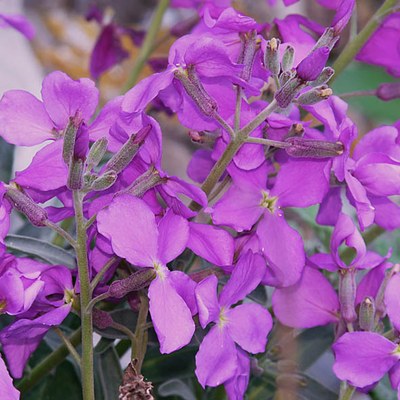 Matthiola incana