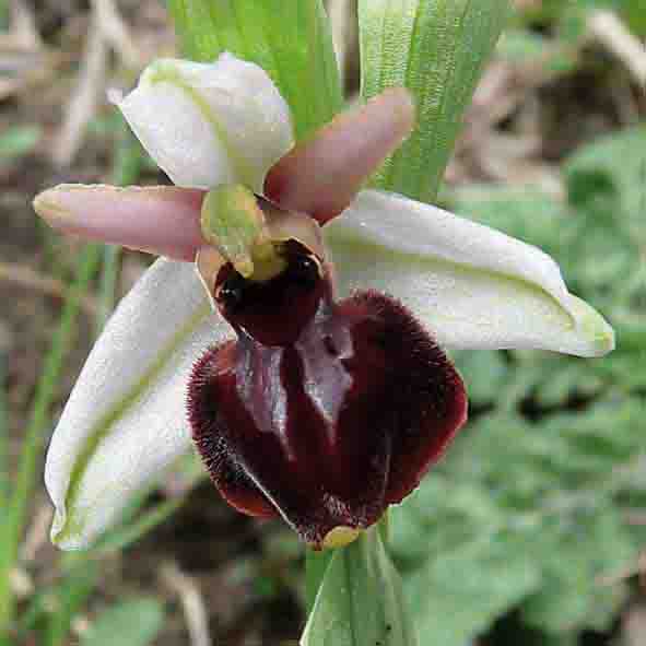 Ophrys exaltata subsp. montis leonis