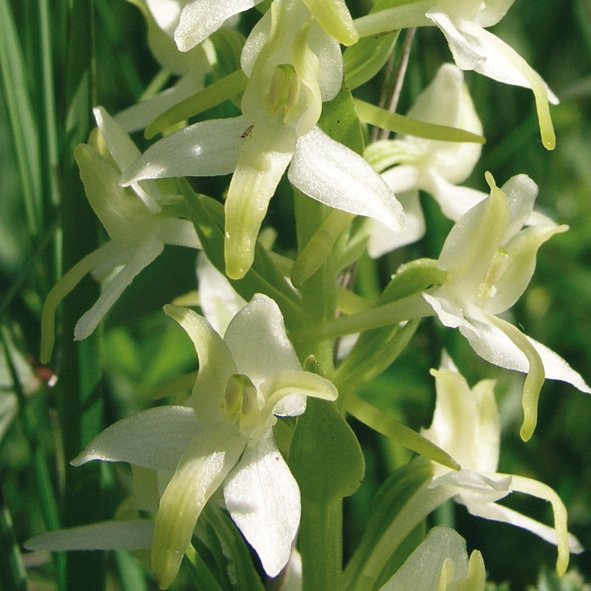 Platanthera bifolia