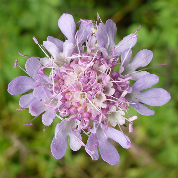 Scabiosa columbaria