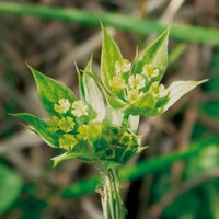 Bupleurum baldense