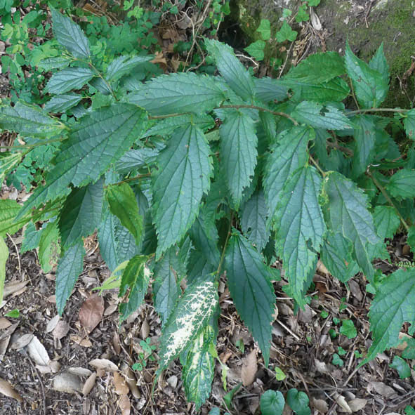 Celtis australis