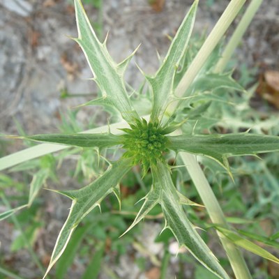 Eryngium campestre