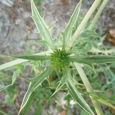 Eryngium campestre