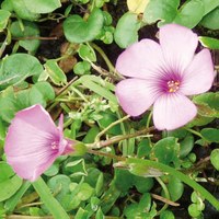 Oxalis corymbosa